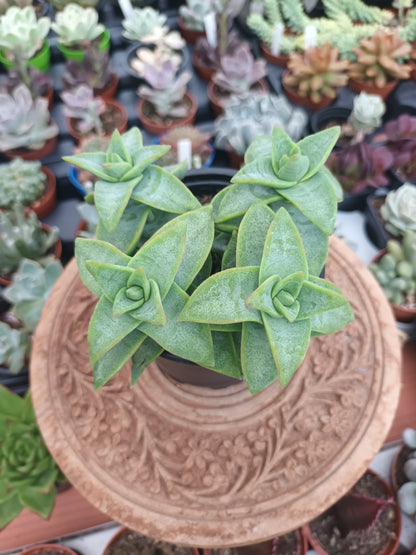 Crassula rupestris 'Daruma Star'