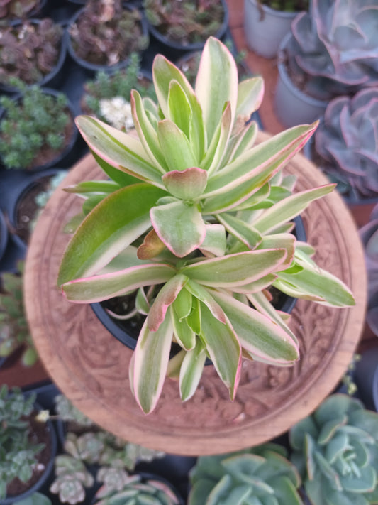 Crassula Capitella Campfire Variegata