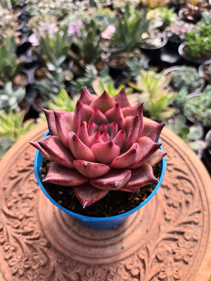 Echeveria agavoides 'Romeo'