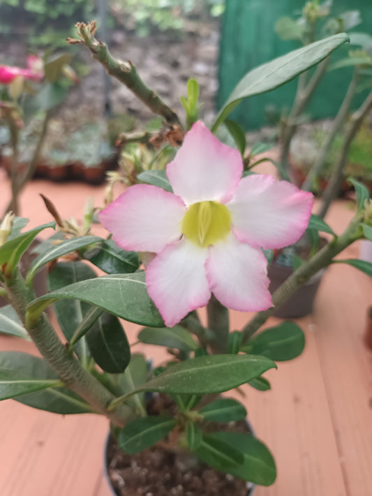 Adenium obesum / Rosa del desierto / flor rosa claro.