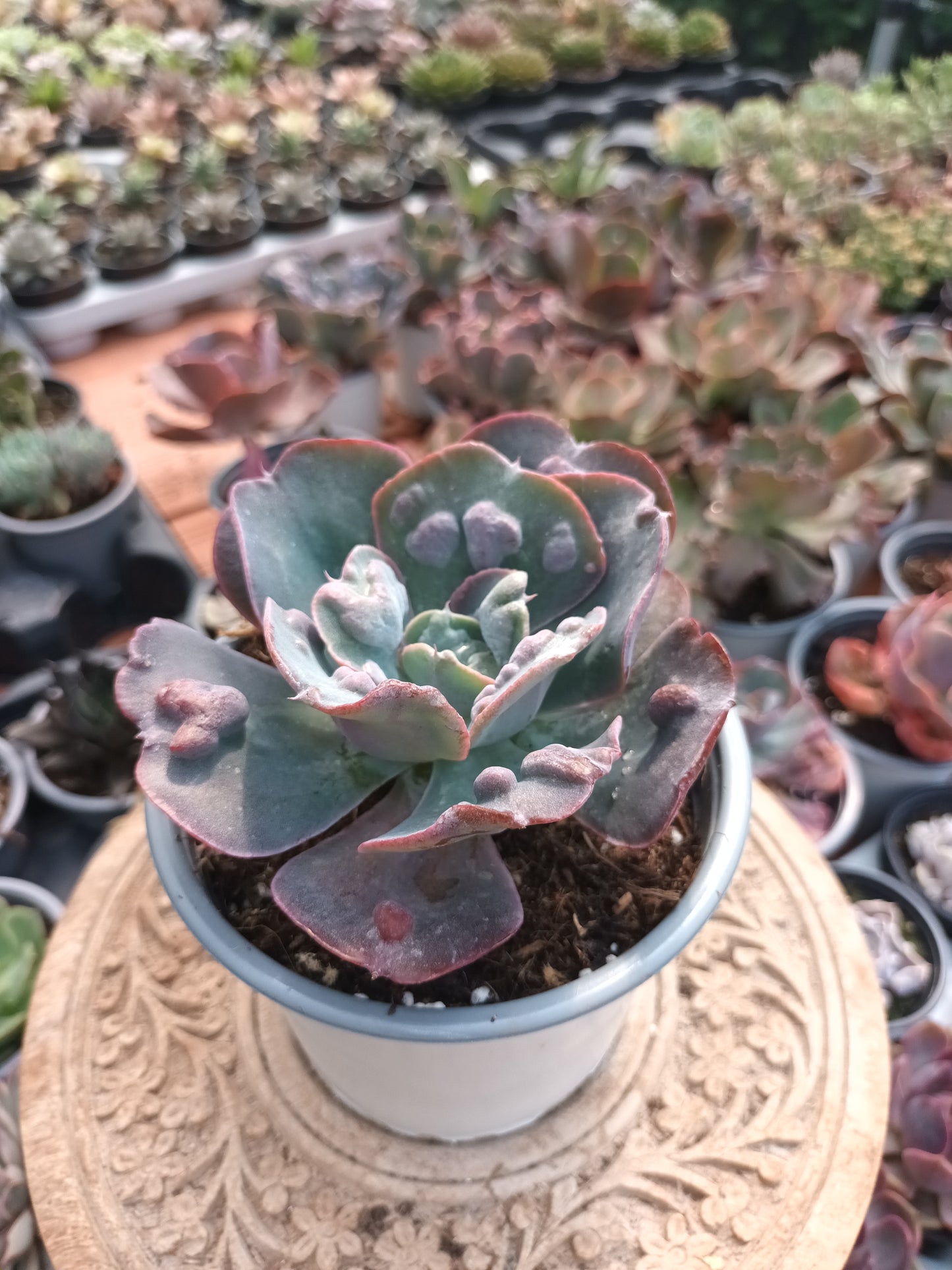Echeveria heart's delight