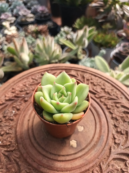 Echeveria colorata verde