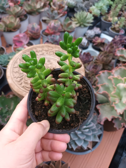 Sedum rubroticum