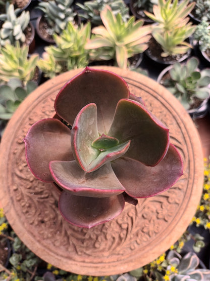 Echeveria pallida x rubin