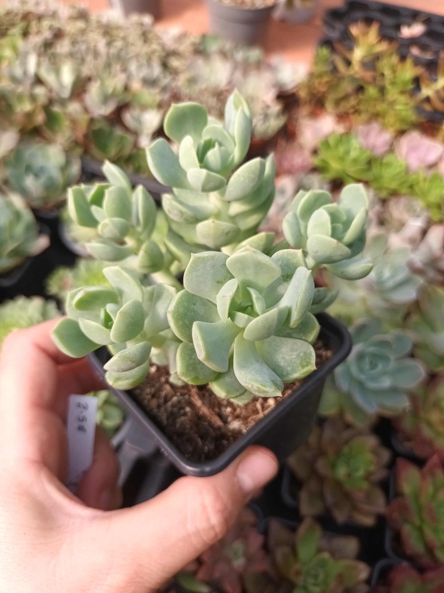 Echeveria sprin jade