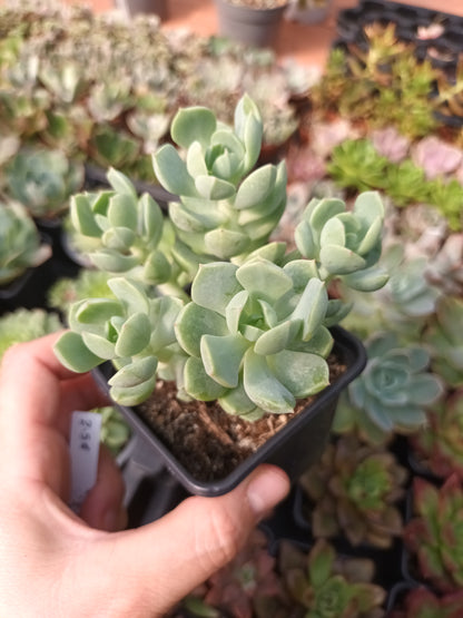 Echeveria sprin jade