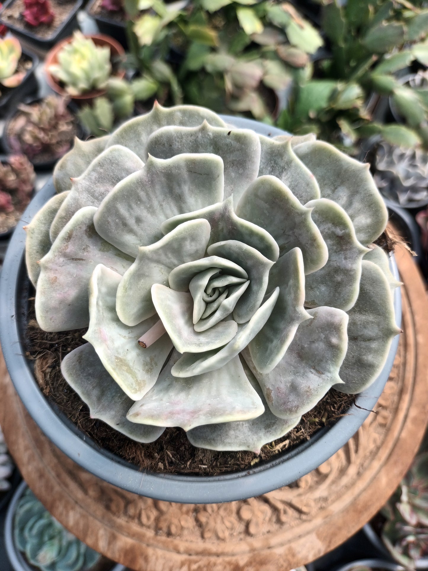 Echeveria lilacina marble