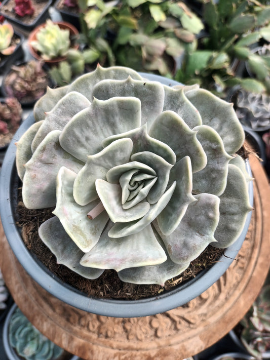Echeveria lilacina marble