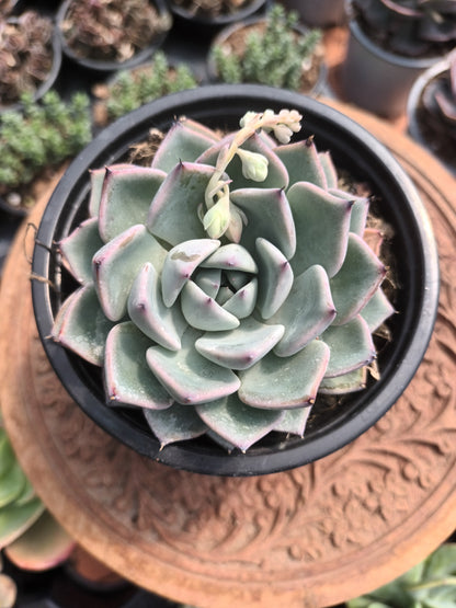 Echeveria cuspidata parras