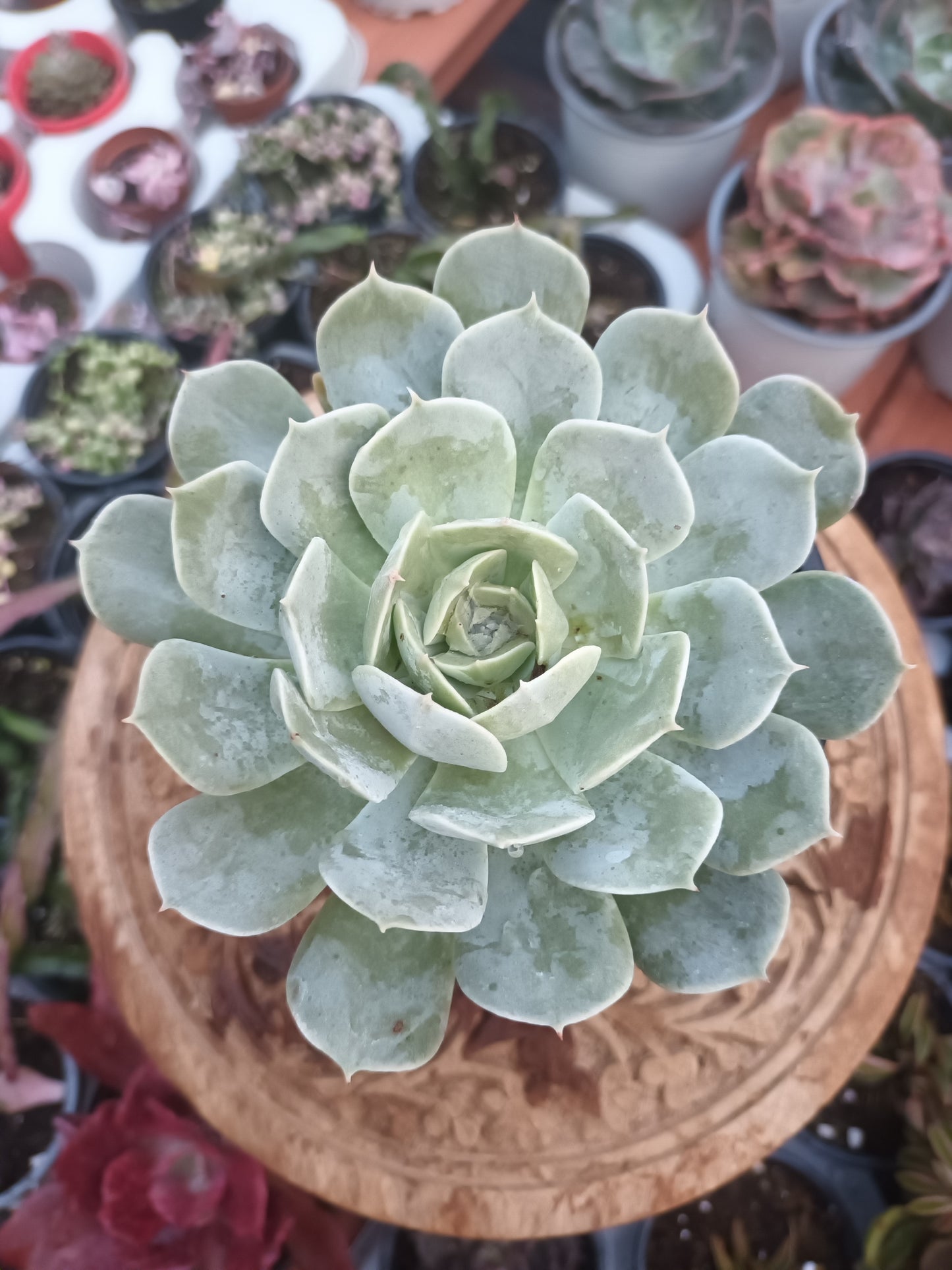 Echeveria Holy Gate