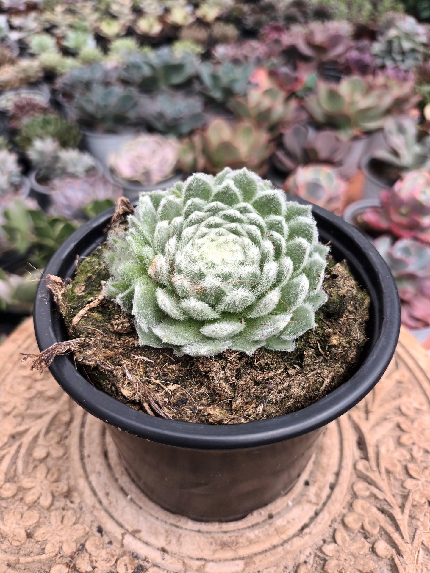 Sempervivum 'Coconut Kiss'