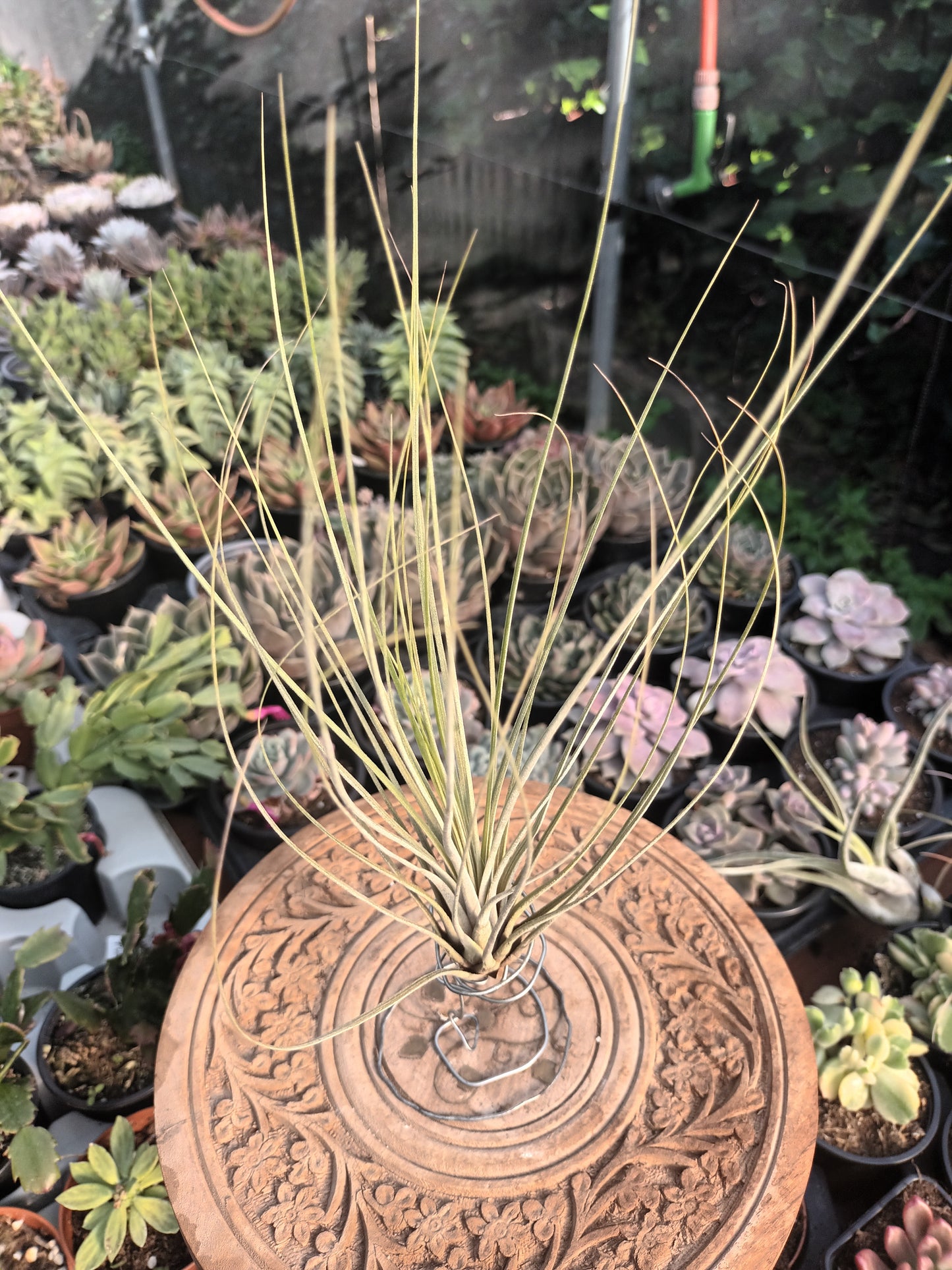 Tillandsia juncea-M