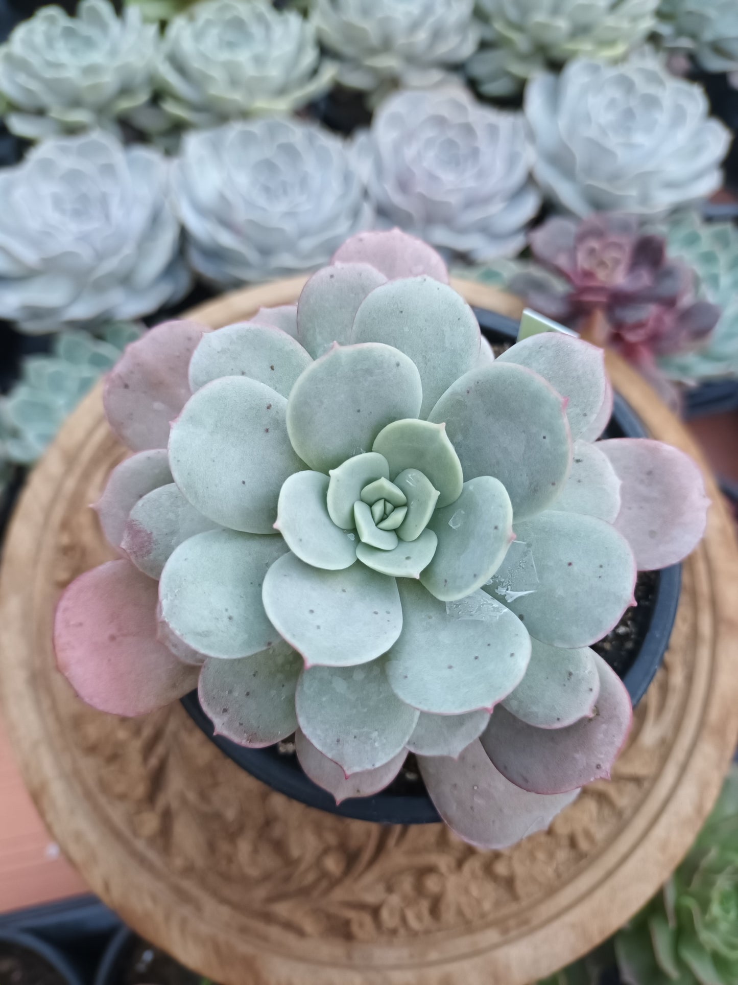 Echeveria subcorumbosa lau 026