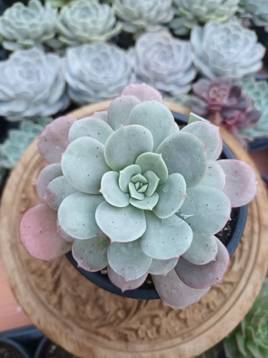 Echeveria subcorumbosa lau 026