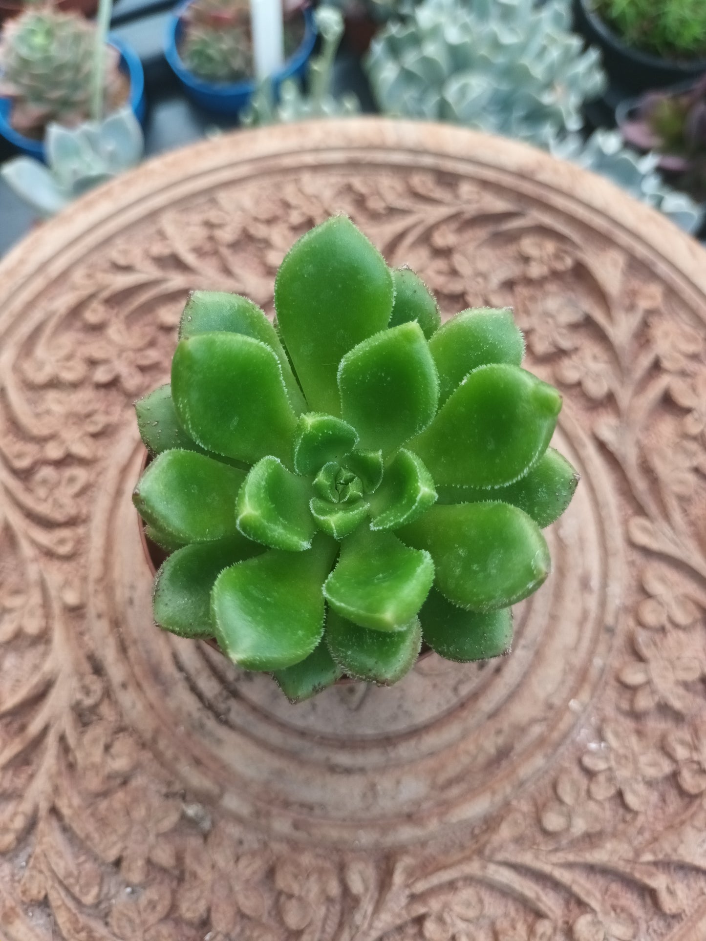 Echeveria chubbs