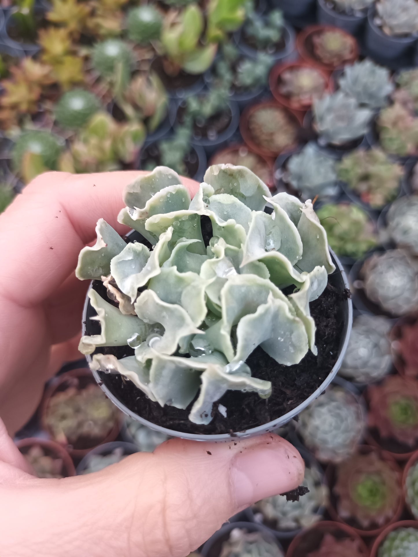 Echeveria nichi