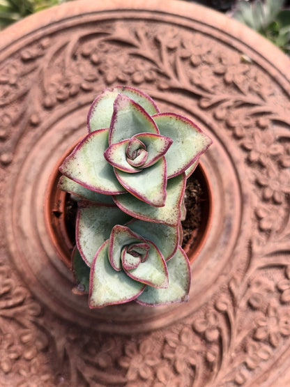 Crassula perforata 'giant form'