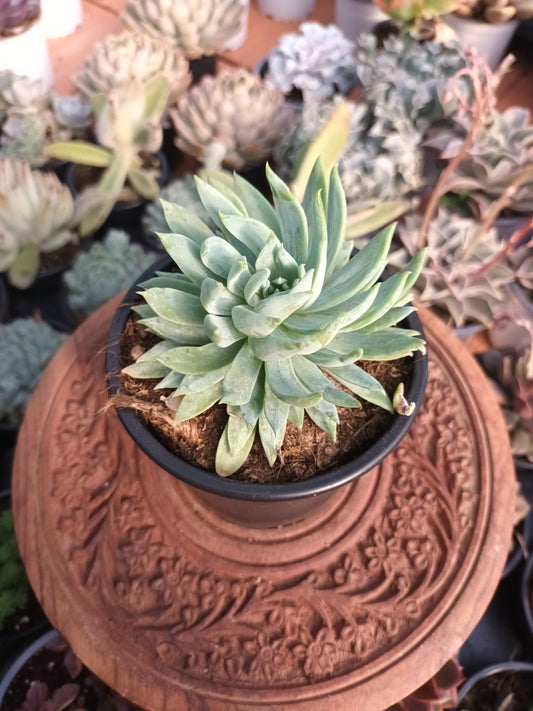 Dudlyveria 'White Sprite '