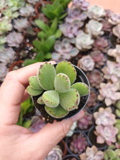 Cotyledon tomentosa
