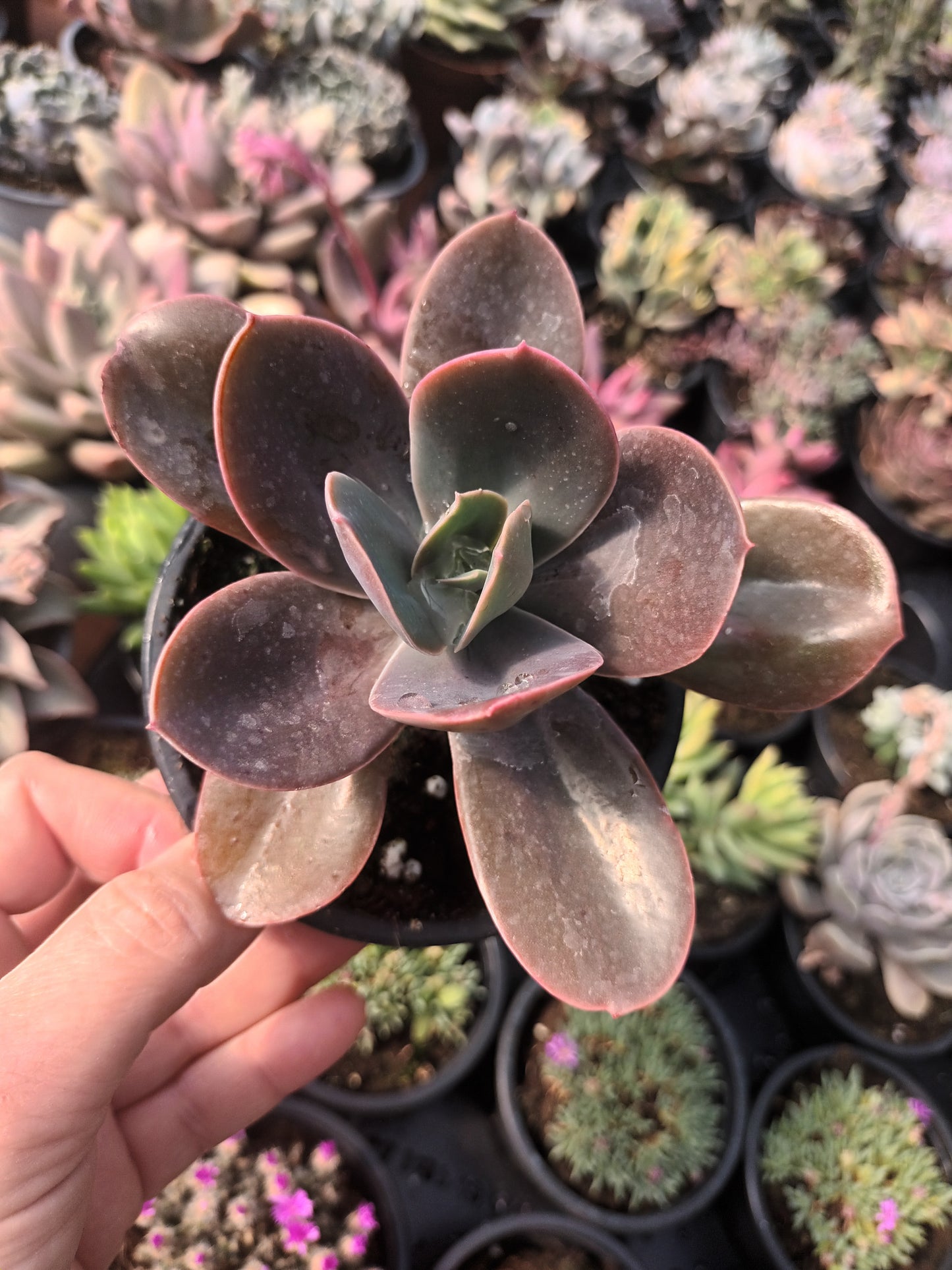 Echeveria gibbiflora Metallica