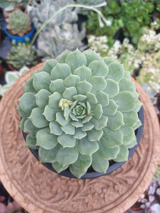 Echeveria pinwheel