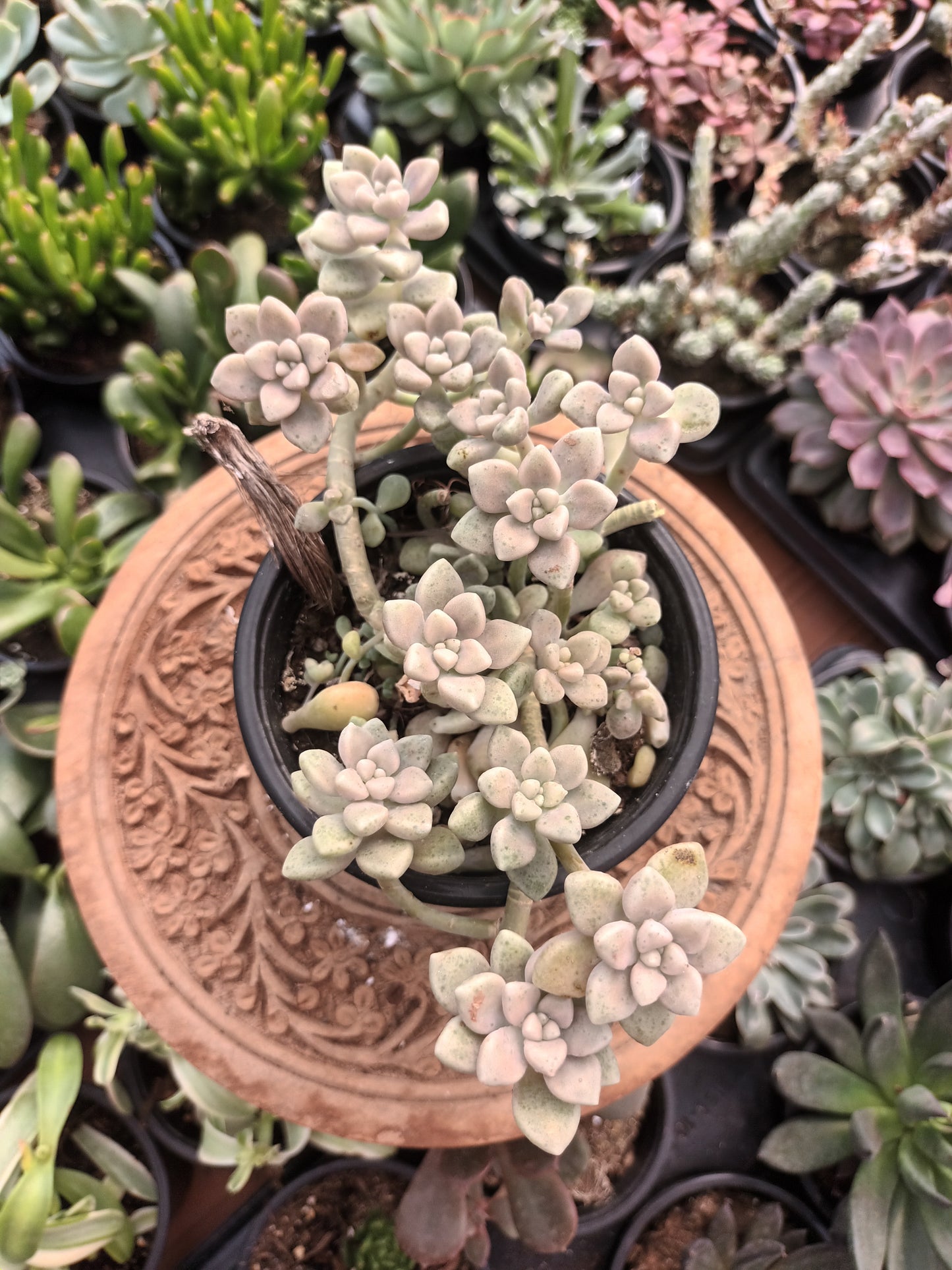 Graptopetalum mendozae