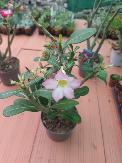 Adenium obesum / Rosa del desierto / flor rosa claro.