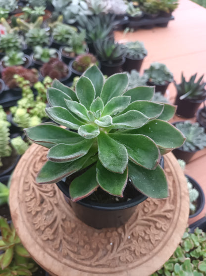 Echeveria giant mexican Firecraker