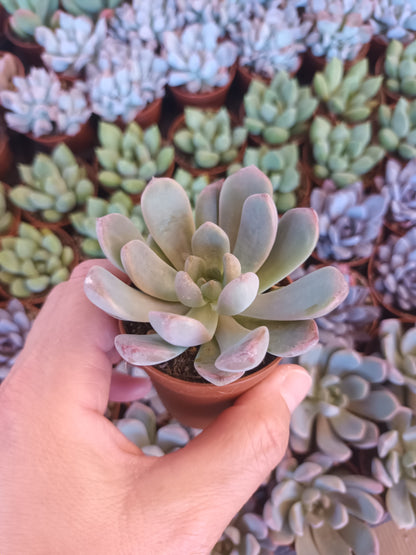 Graptoveria Black Racon