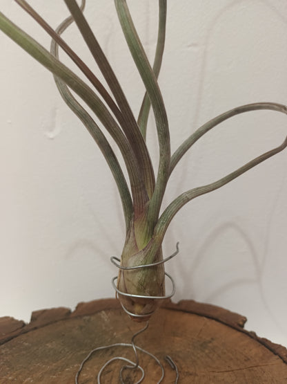 Tillandsia pseudobaileyi - M