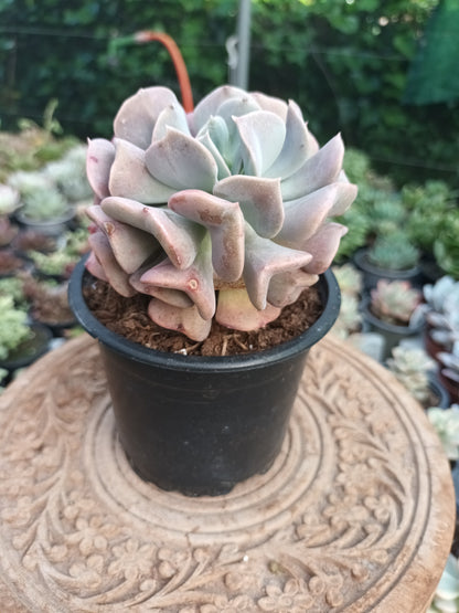 Echeveria cubic frost