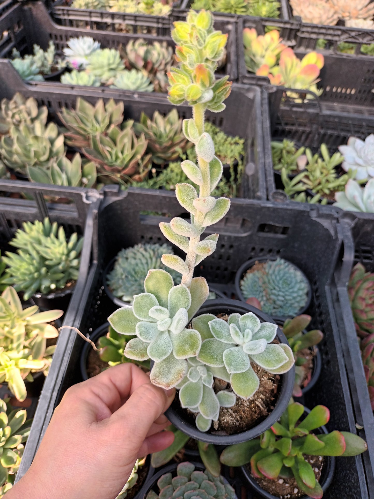 Echeveria Pluvinata Frosty