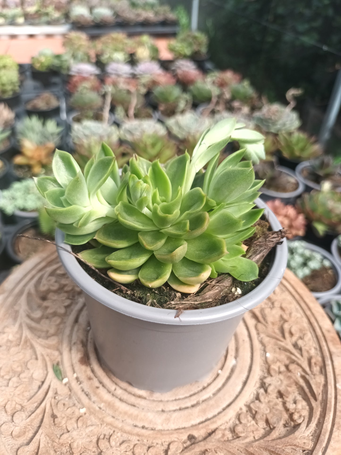Echeveria Conde