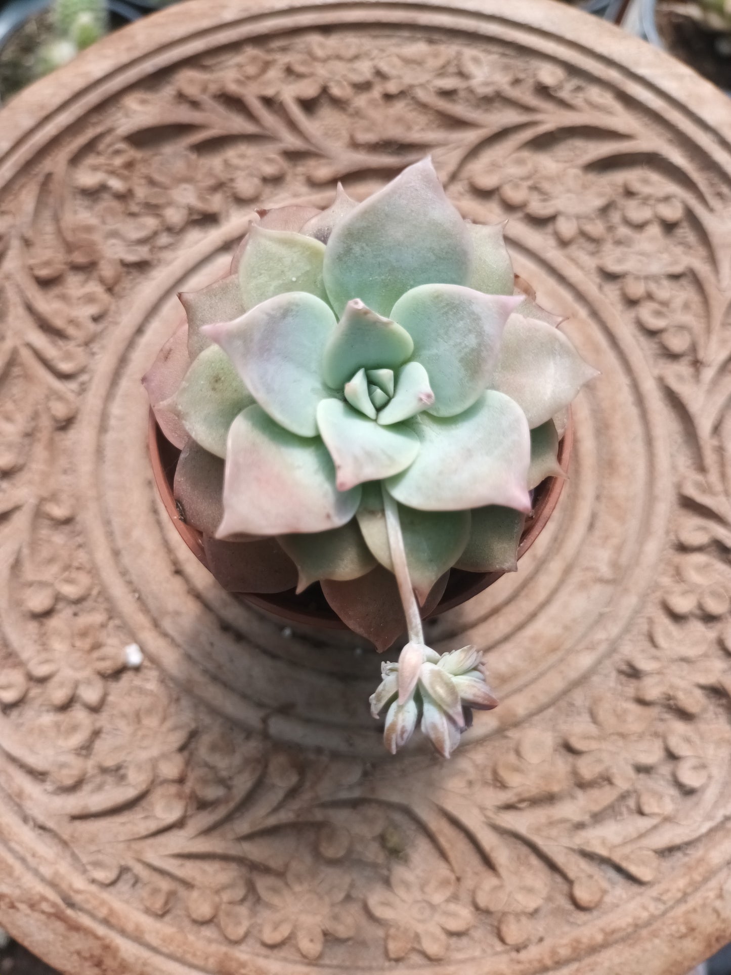 Sedum sinforosanum