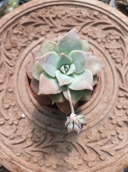 Sedum sinforosanum