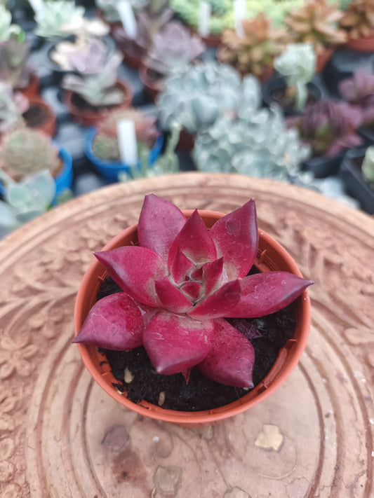 Echeveria taurus