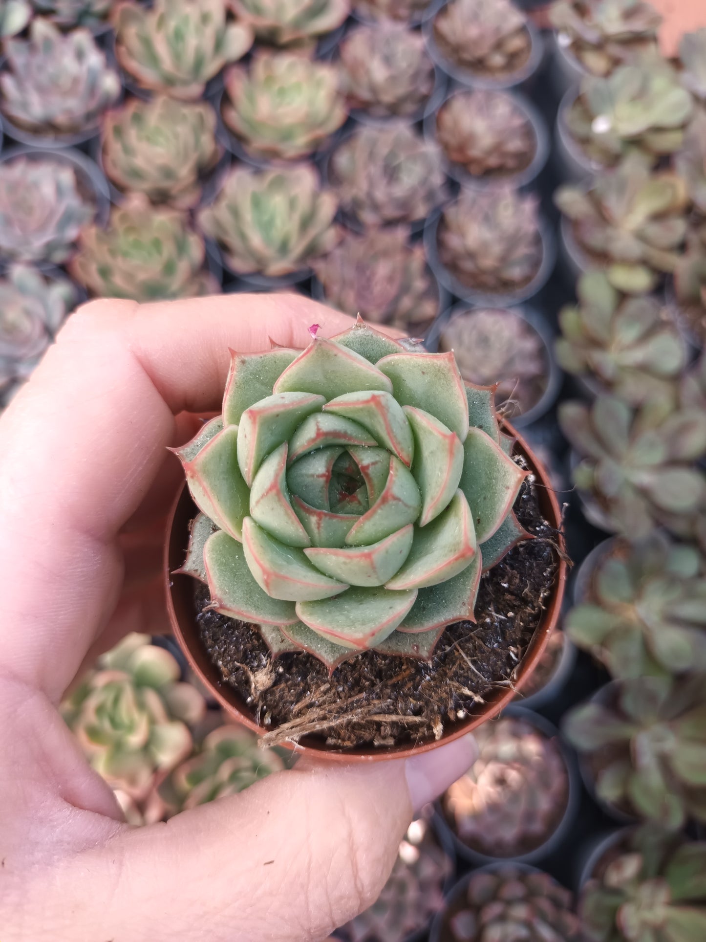 Echeveria Purposum Green Gilva