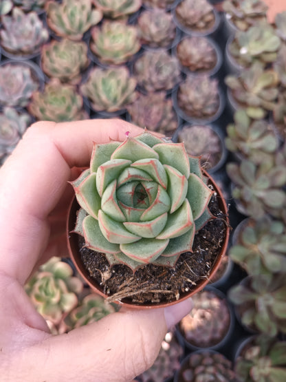 Echeveria Purposum Green Gilva