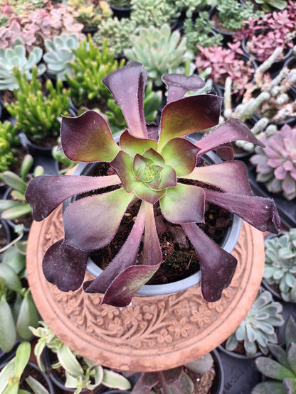 Aeonium voodoo