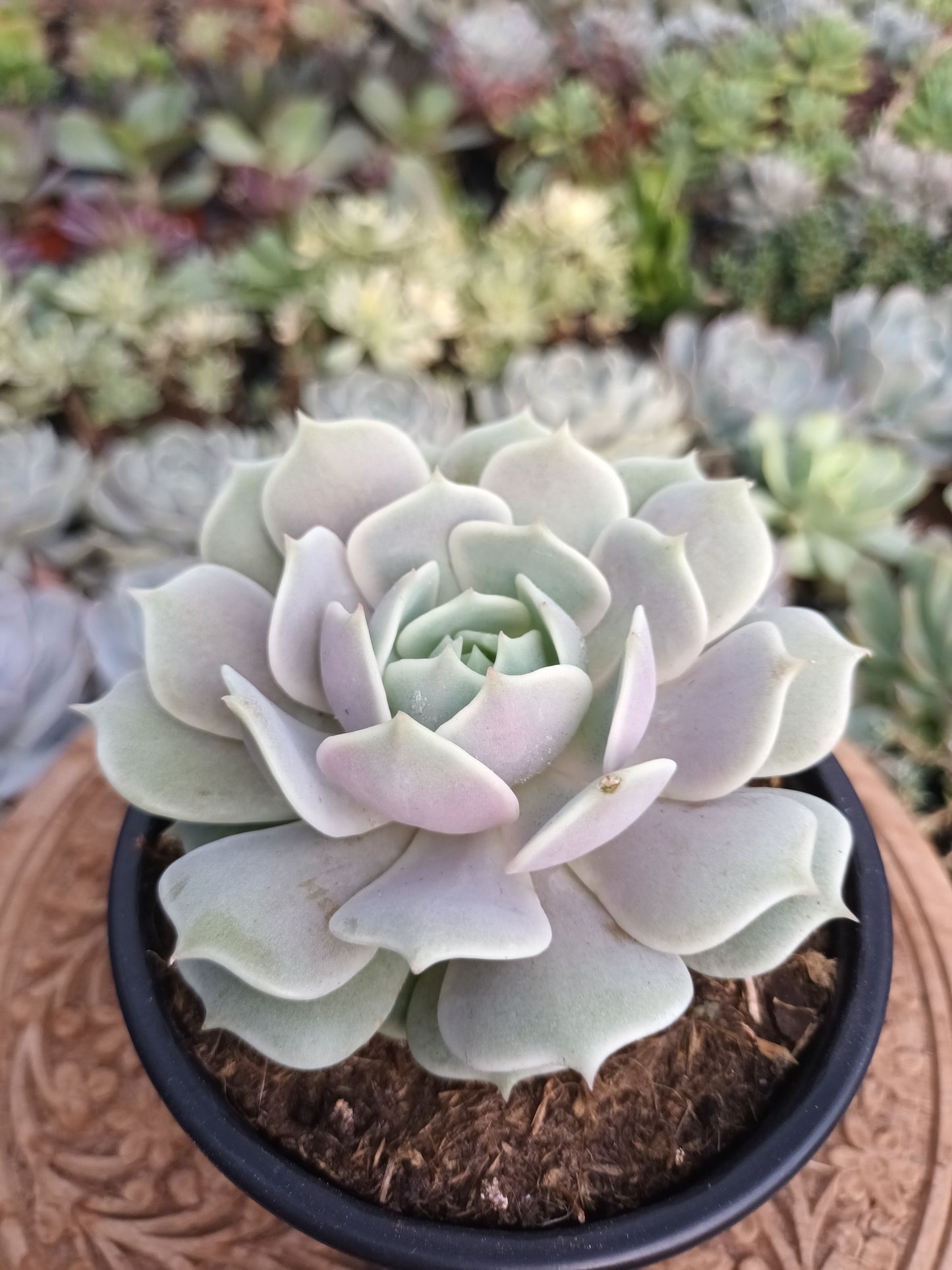 Echeveria Lola