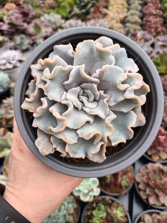 Echeveria Crispate Beauty