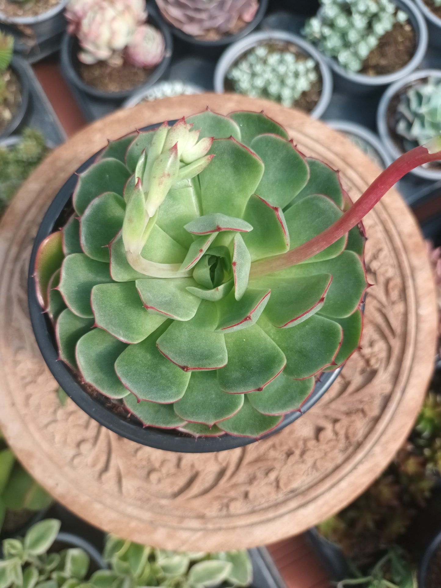 Echeveria Love Fire