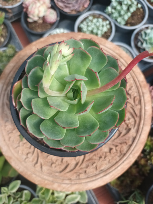 Echeveria Love Fire