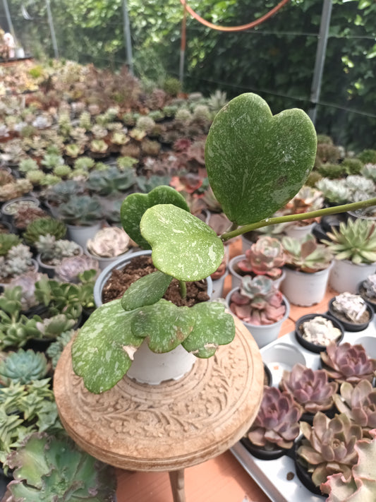Hoya kerry Splash