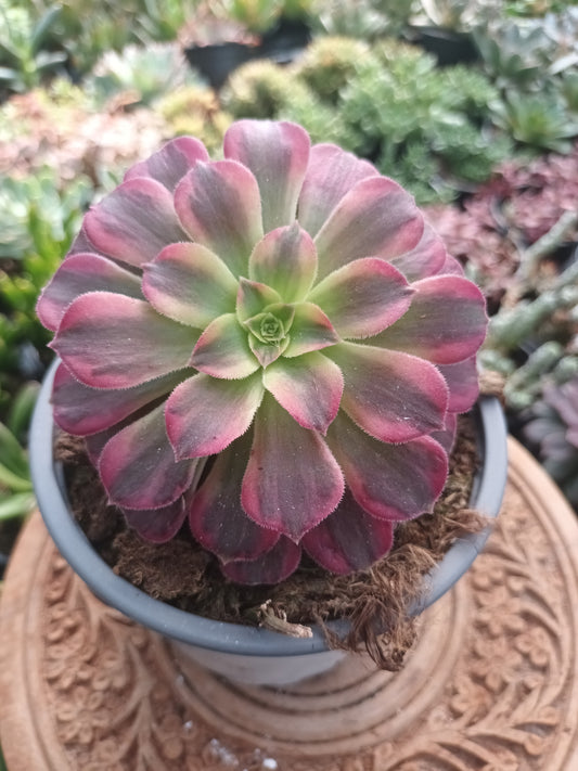 Aeonium Anna