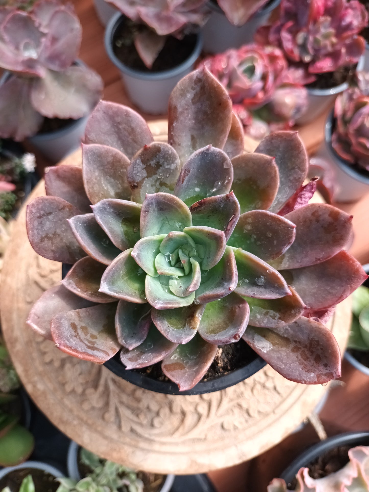 Echeveria Blue Prince
