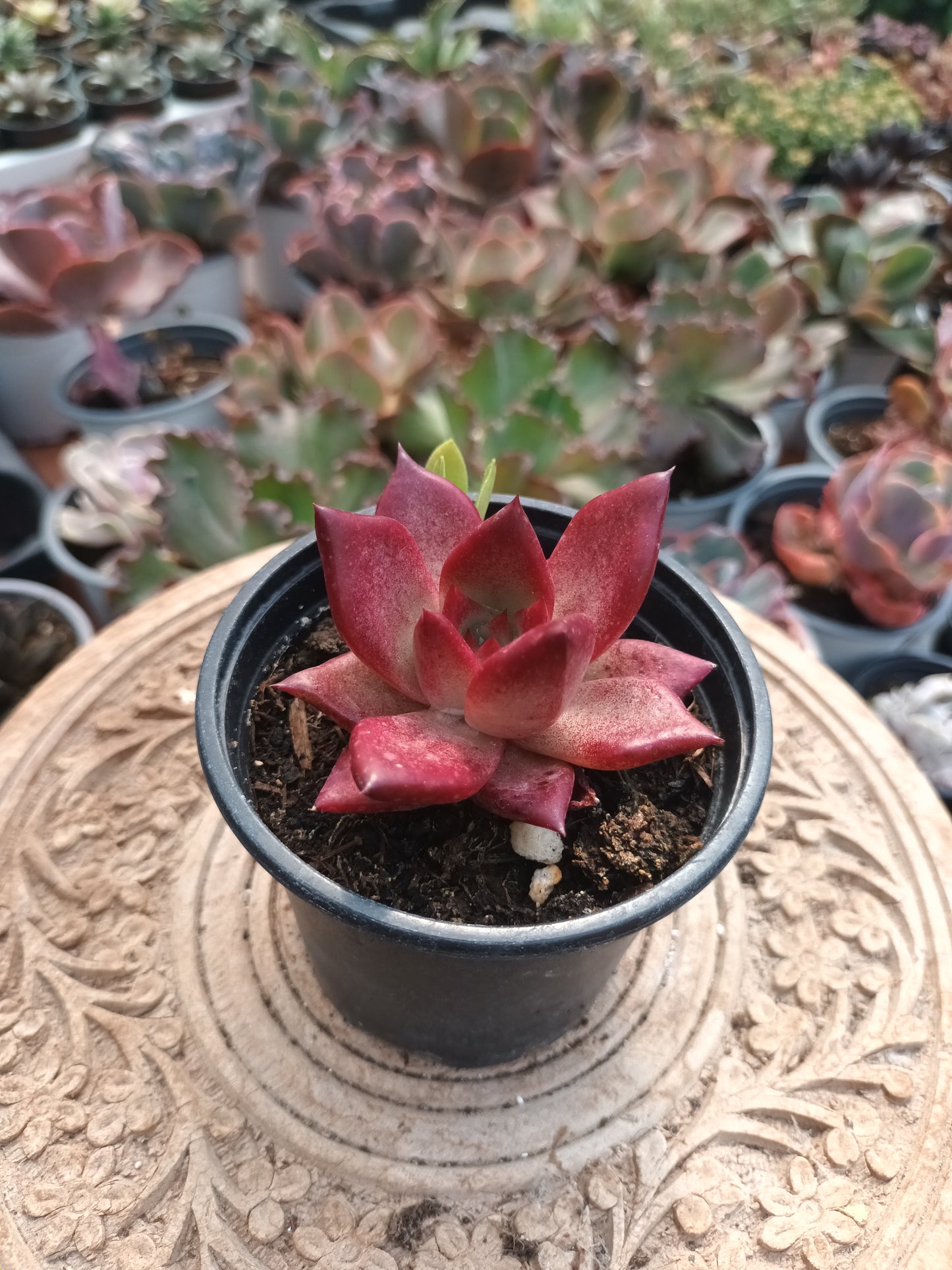 Echeveria taurus