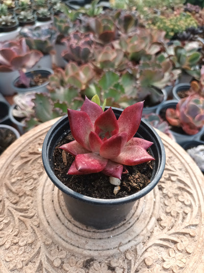 Echeveria taurus