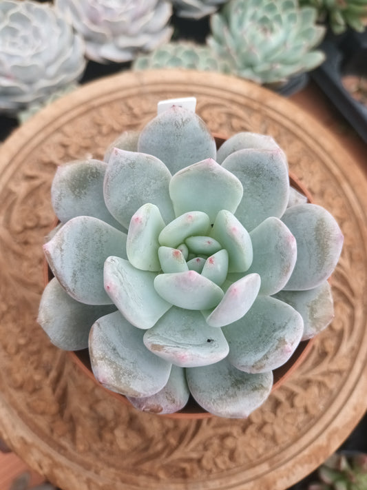 Echeveria "Orange Monroe"