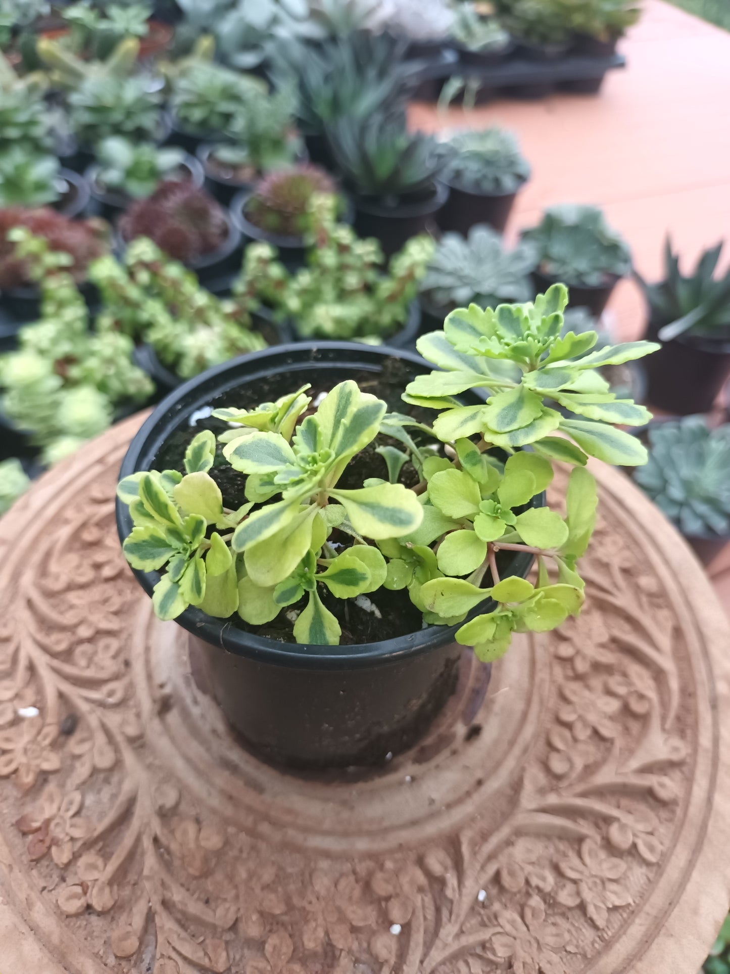 Sedum Kamtschaticum ‘The Edge’